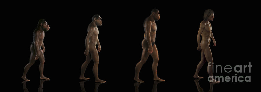 Human Evolution #1 Photograph by Science Picture Co