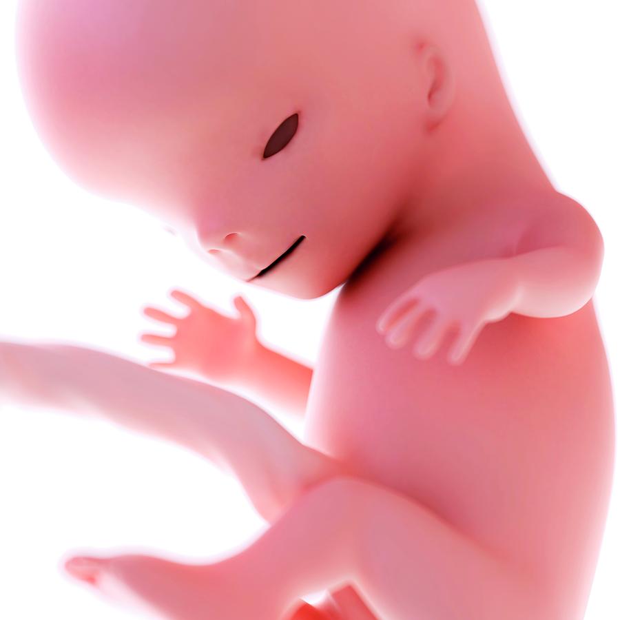 Human Fetus Age 11 Weeks #1 Photograph by Sebastian Kaulitzki/science Photo Library