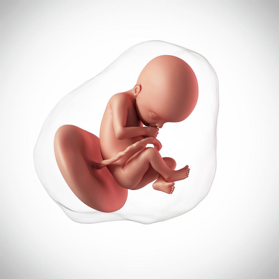 Эмбрион на 22 неделе беременности