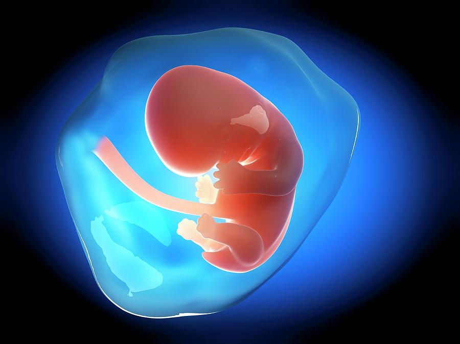 Human Fetus At 2 Months #1 Photograph by Sebastian Kaulitzki
