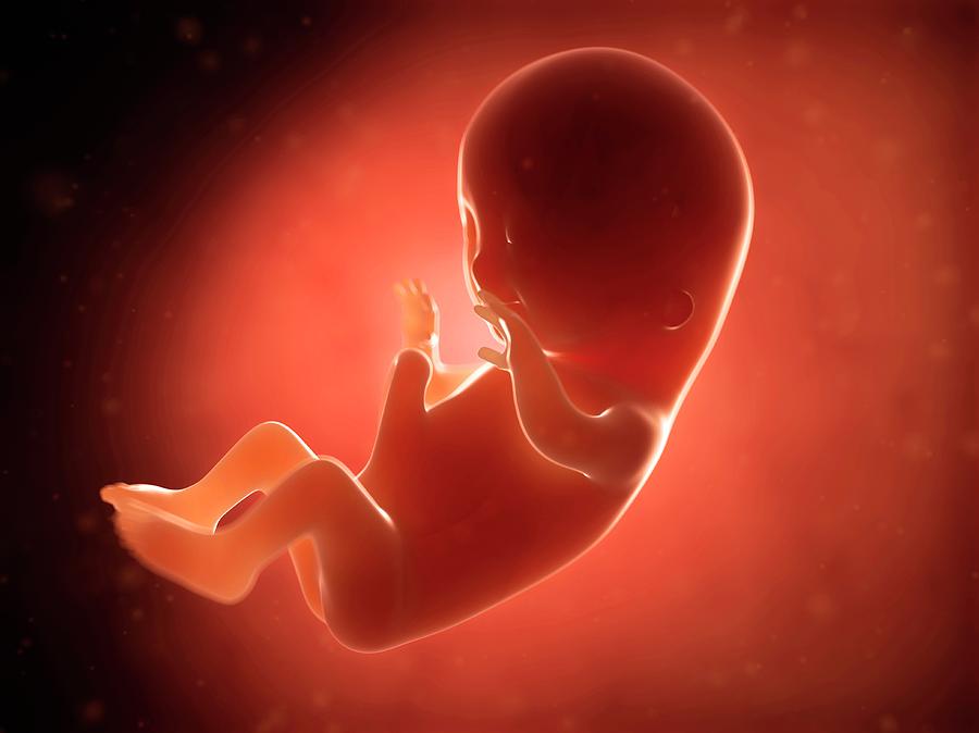 Human Fetus At 3 Months #1 Photograph by Sebastian Kaulitzki