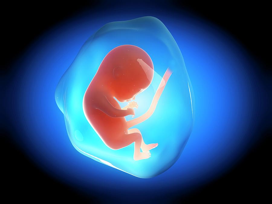Human Fetus At 4 Months #1 Photograph by Sebastian Kaulitzki