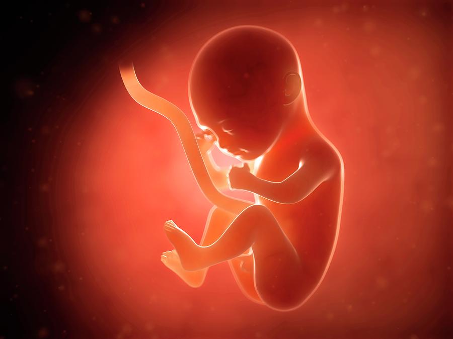 Human Fetus At 5 Months #1 Photograph by Sebastian Kaulitzki
