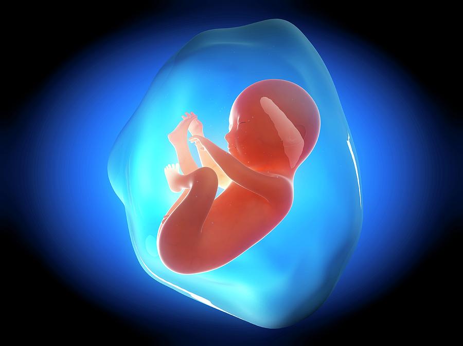 Human Fetus At 6 Months #1 Photograph by Sebastian Kaulitzki