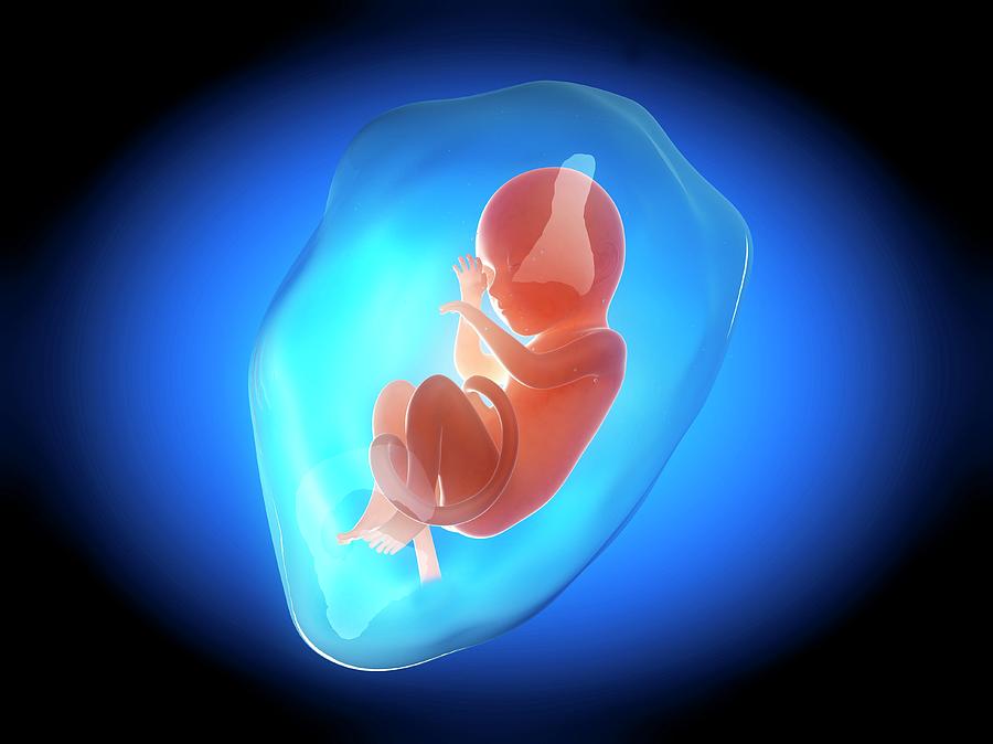 Human Fetus At 7 Months #1 Photograph by Sebastian Kaulitzki