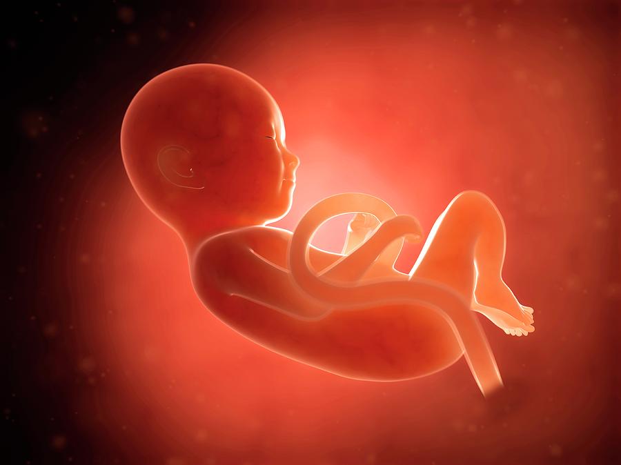 Human Fetus At 9 Months #1 Photograph by Sebastian Kaulitzki