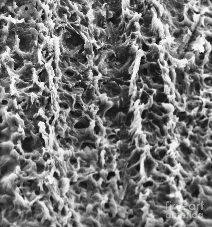 Human Fingernail Surface Sem #1 Photograph by David M. Phillips