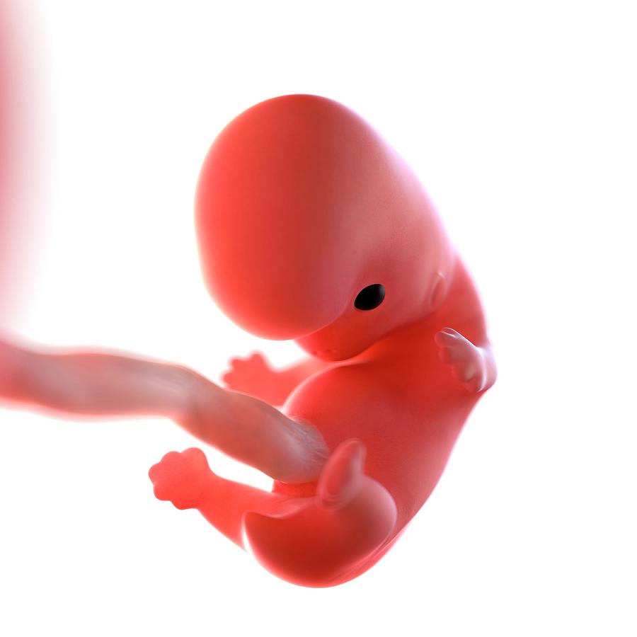 Human Foetus Age 8 Weeks Photograph By Scieproscience Photo Library Pixels 