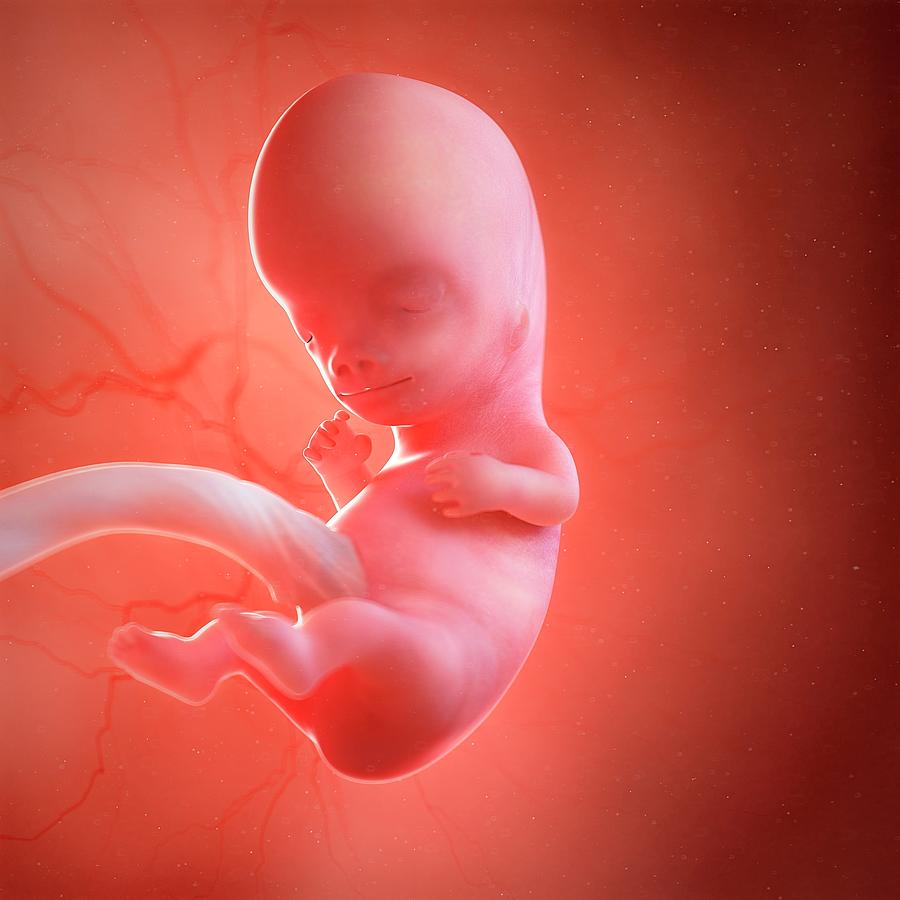 Human Foetus Age 9 Weeks #1 Photograph by Sciepro/science Photo Library ...