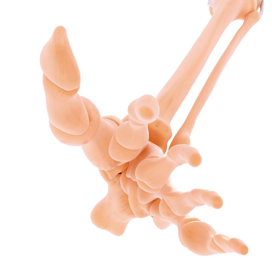 Illustration Photograph - Human Foot Bones #1 by Pixologicstudio