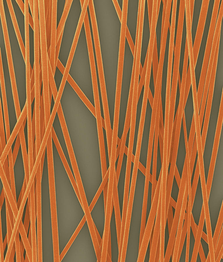 Human Hair Shafts #1 Photograph by Dennis Kunkel Microscopy/science Photo Library