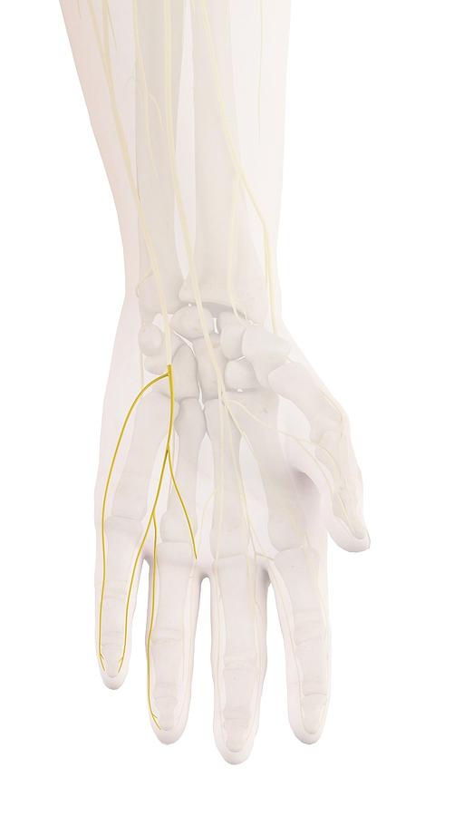 Human Hand Nerves Photograph by Sciepro - Fine Art America