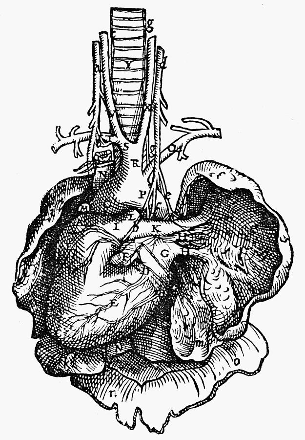 Vesalius - Human Heart, 1543 Drawing by Granger