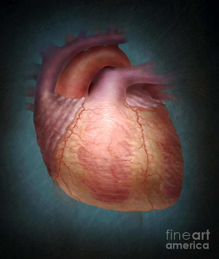 Human Heart #1 Photograph by Jim Dowdalls