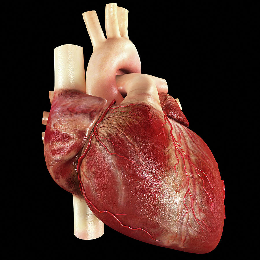 Human Heart 1 Photograph By Medi Mationscience Photo Library Fine