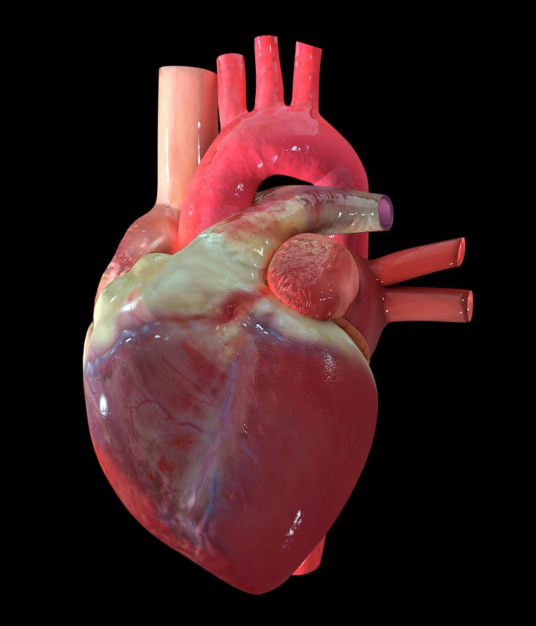 Human Heart Photograph by Polymime Animation Co./science Photo Library