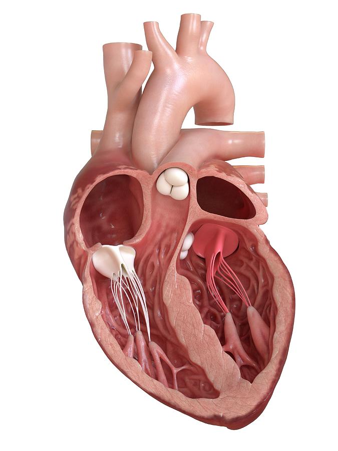 Human Heart Valves #1 Photograph by Sebastian Kaulitzki/science Photo Library