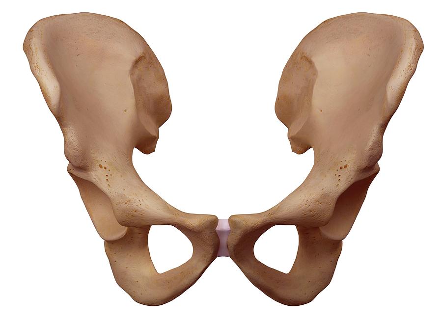 Human Hip Bone Photograph By Sebastian Kaulitzki Science Photo Library
