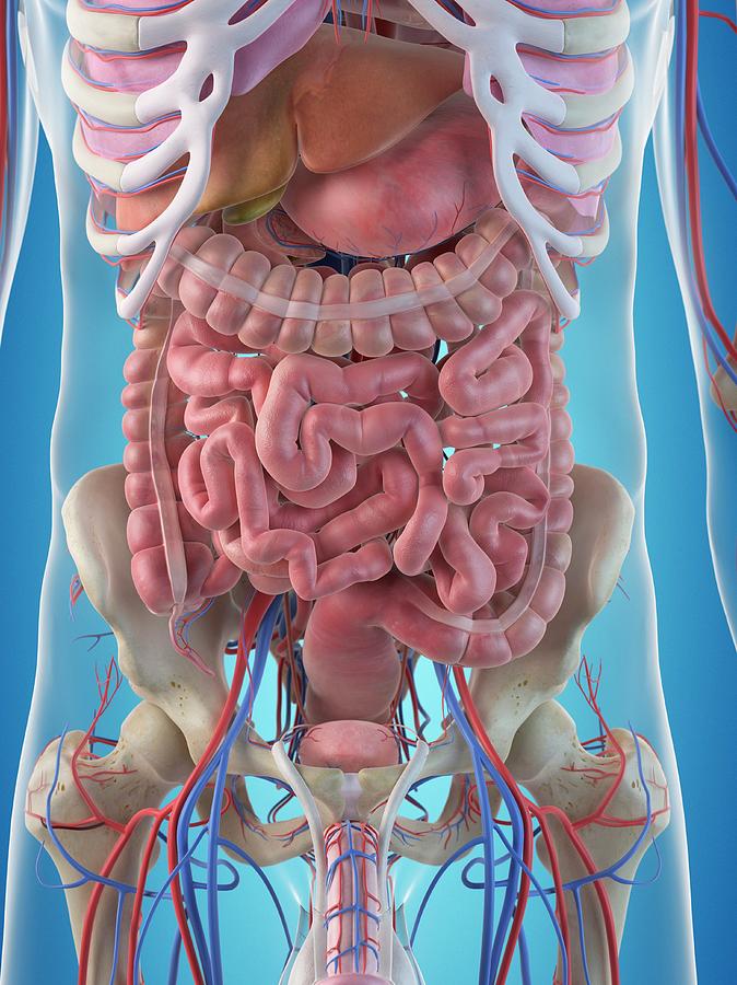 Human Internal Organs Photograph by Sciepro