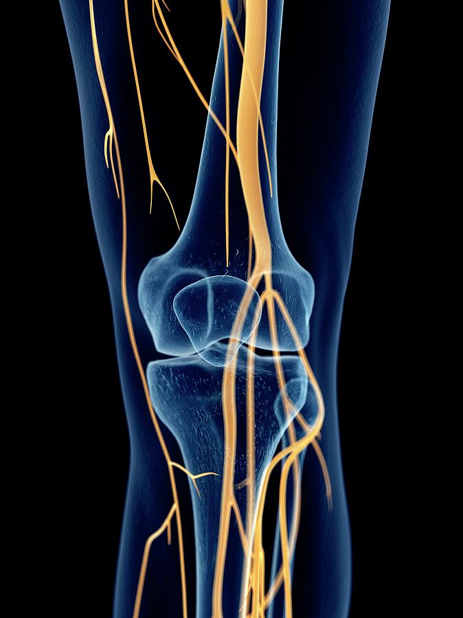 Human Knee Nerves Photograph By Sebastian Kaulitzkiscience Photo Library