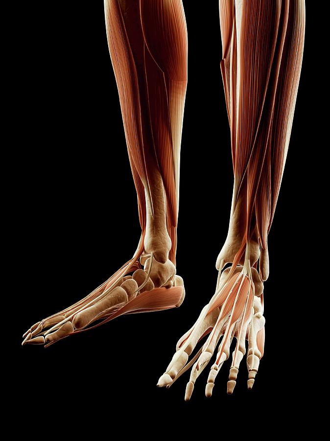 Human Leg And Foot Muscles Photograph By Sebastian Kaulitzki Pixels 4905