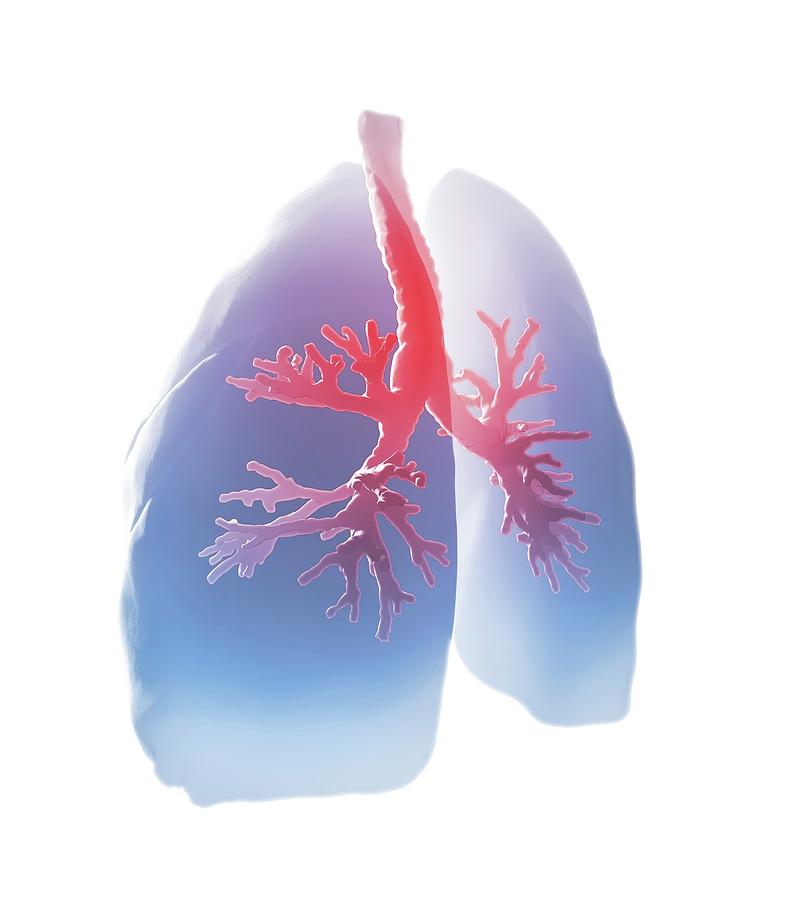 Human Lungs Photograph By Andrzej Wojcicki Science Photo Library Pixels