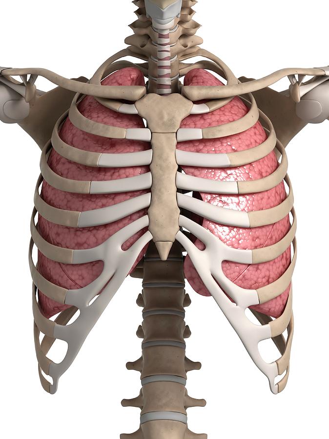 Изображение грудной клетки человека