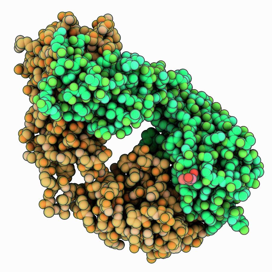 Human Monoclonal Antibody Cr4354 Photograph By Laguna Designscience