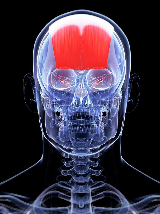 Skull Photograph - Human Muscle In Head #1 by Sebastian Kaulitzki
