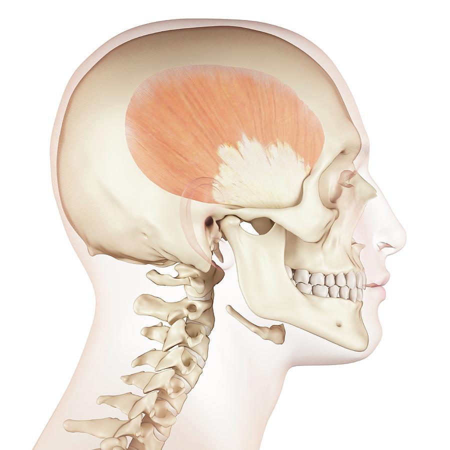 Human Muscles Of Skull Photograph by Sciepro - Pixels