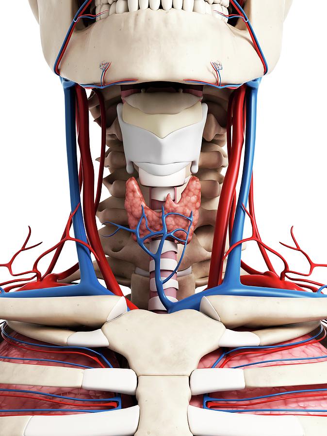 Skeleton Photograph - Human Neck Anatomy #1 by Sebastian Kaulitzki