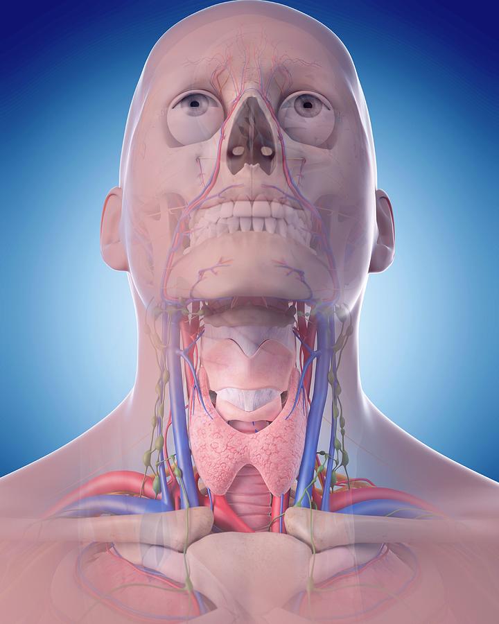 Human Neck Anatomy Photograph by Sebastian Kaulitzki/science Photo ...