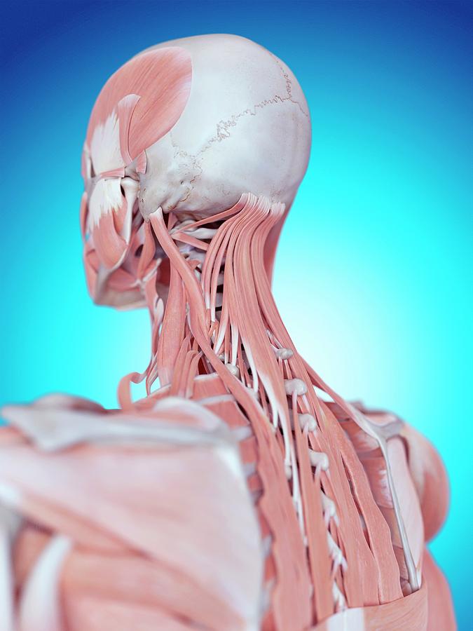 Human Neck And Back Anatomy 1 Photograph By Sebastian Kaulitzki