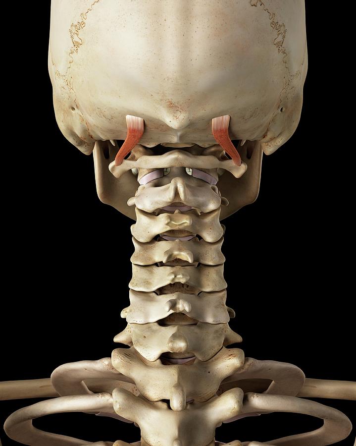 Human Neck Bones And Muscle Photograph By Sciepro Pixels