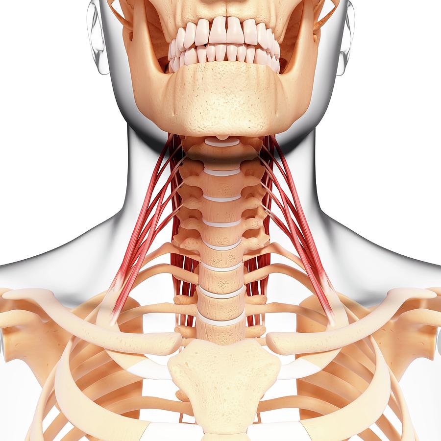 Human Neck Musculature #1 by Pixologicstudio/science Photo Library