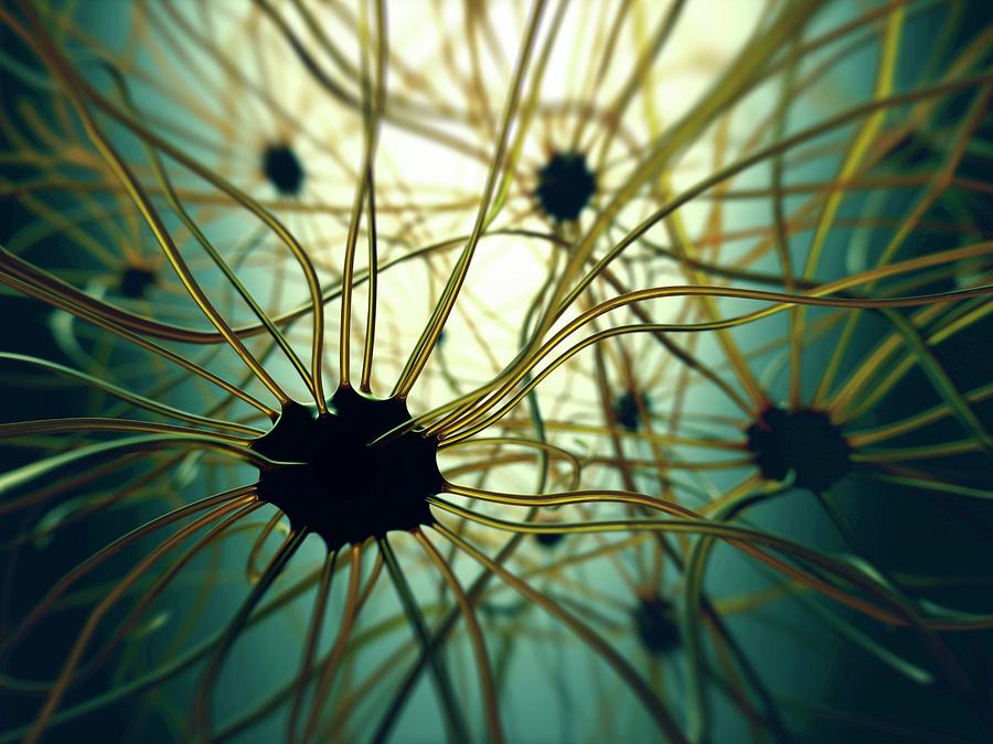 Human Nerve Cells #1 Photograph by Ktsdesign