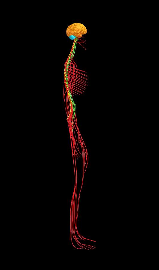 Human Nervous System Photograph by Claus Lunau/science Photo Library ...