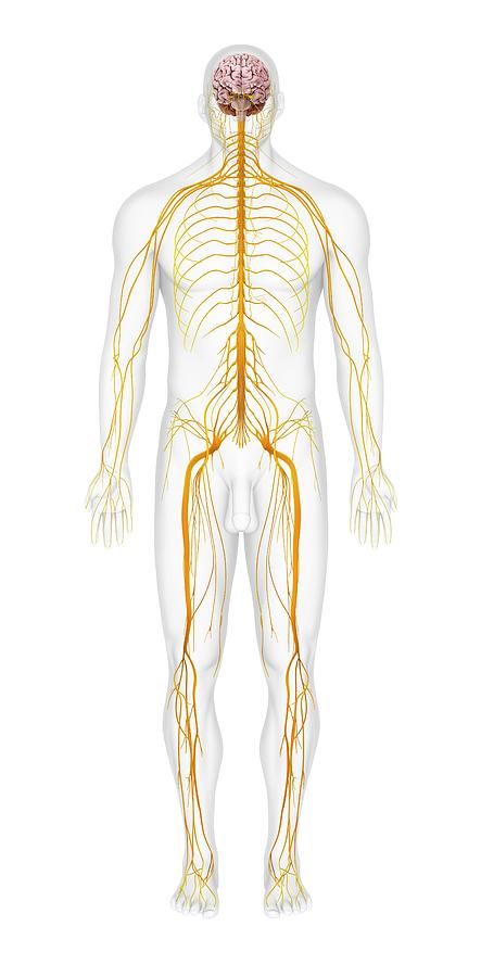 Human Nervous System Photograph by Medi-mation/science Photo Library ...