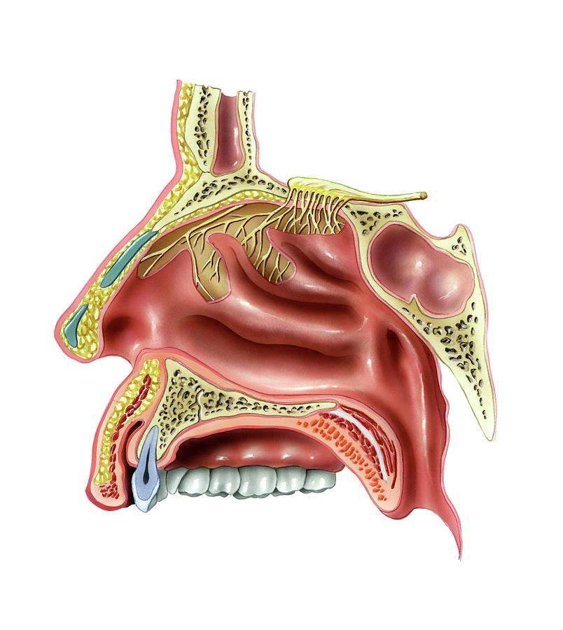 Human Olfactory Region Photograph by Bo Veisland/science Photo Library ...