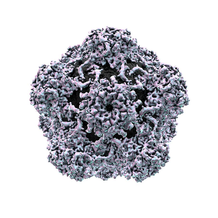 Human Papilloma Virus Particle #1 Photograph by Animate4.com/science Photo Libary