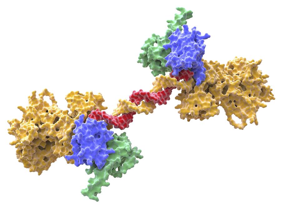 Human PARP-1 DNA repair enzyme Photograph by Science Photo Library