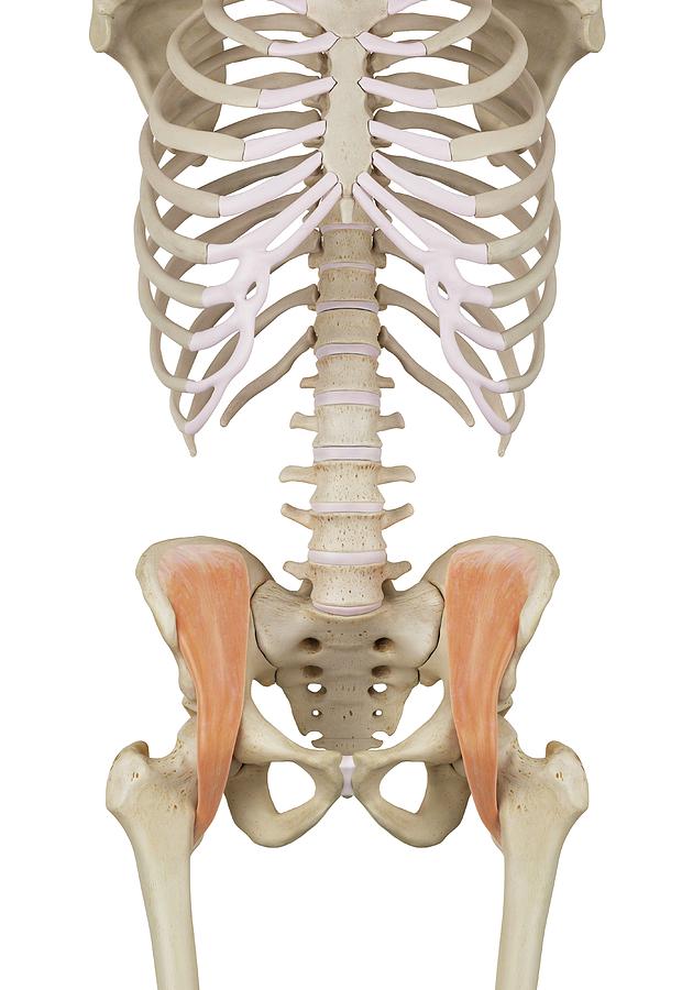 Human Pelvis Muscles #1 Photograph by Sciepro - Fine Art America