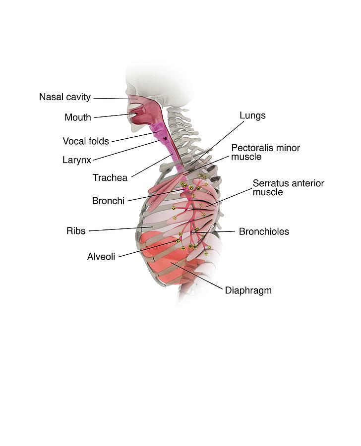 Human Respiratory System Photograph by Mikkel Juul Jensen