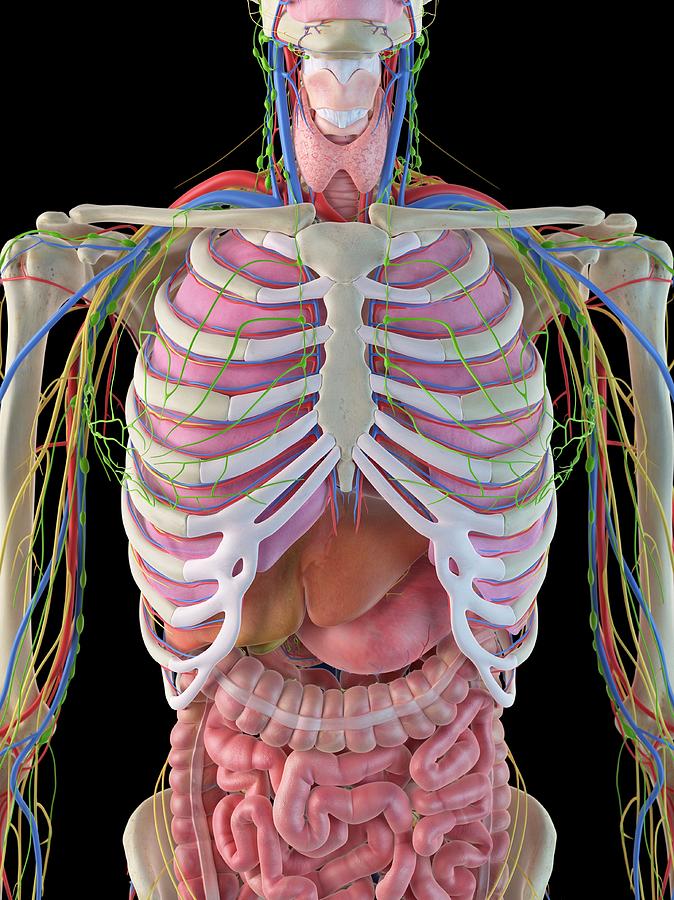 Illustration Photograph - Human Ribcage And Organs #1 by Sciepro