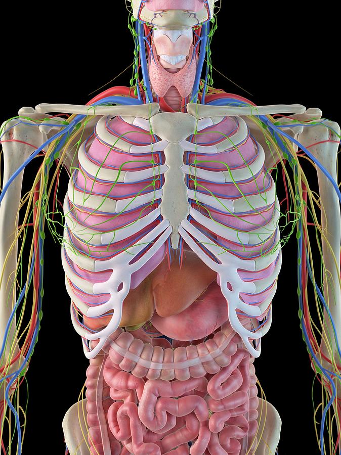 Body Organs Diagram With Ribs