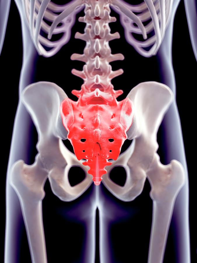 Human Sacrum Pain Photograph by Sebastian Kaulitzki/science Photo ...