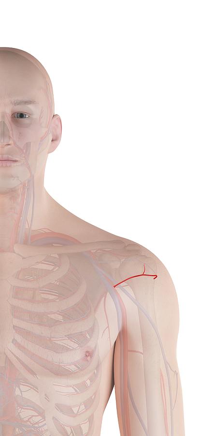 Human Shoulder Artery Photograph by Sciepro | Pixels