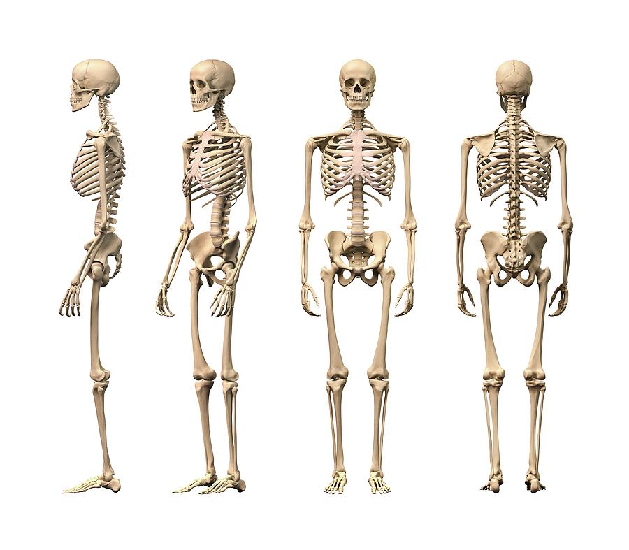 Skeleton Photograph - Human Skeleton #1 by Leonello Calvetti/science Photo Library