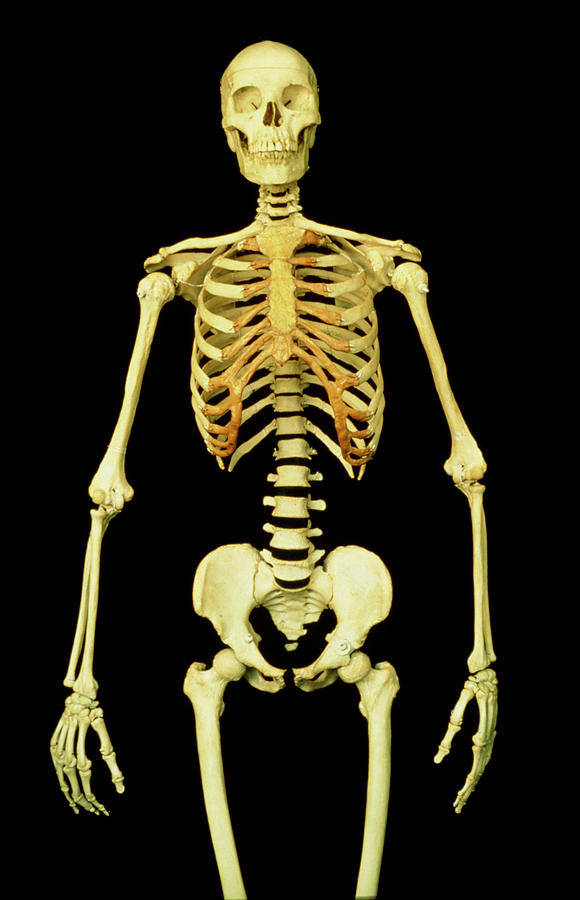 Human Skeleton #1 Photograph by Martin Dohrn/science Photo Library