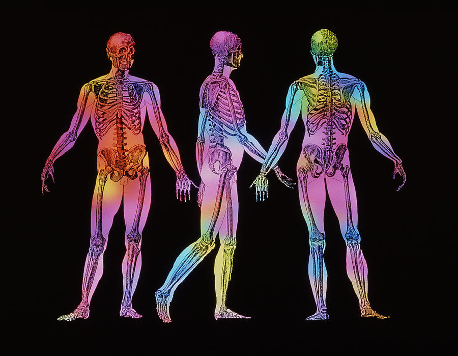 Human Skeleton #1 Photograph by Mehau Kulyk/science Photo Library